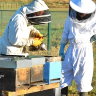 Ruches au Lycée Notre-Dame_02