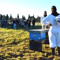 Ruches au Lycée Notre-Dame_01